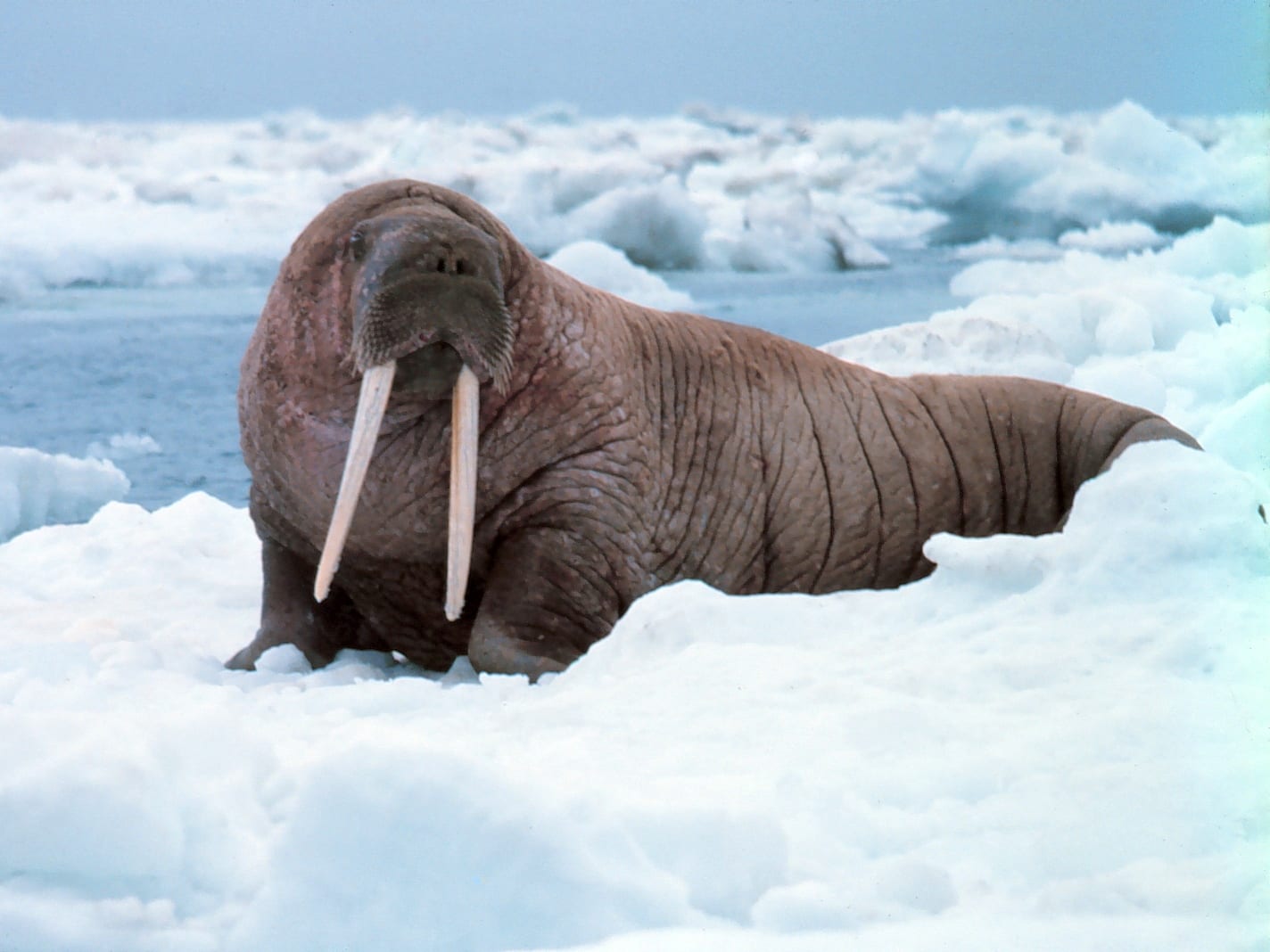 Loss of sea ice leads walruses to early appearance in Alaska – The Cordova  Times