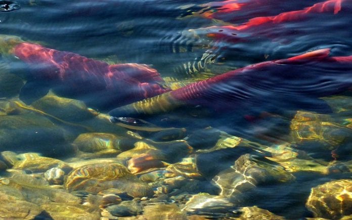 Sockeye salmon swimming