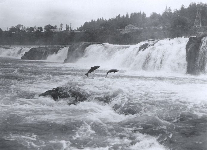Salmon leaping at Willamette Falls