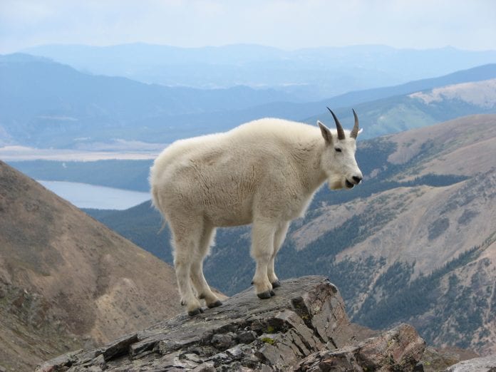 Alaska Mountain Goat