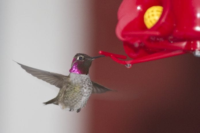 Anna’s Hummingbirds have been expanding their range north. This species was first observed on Cordova’s count in 2003 and has been counted annually since 2013. Photo courtesy Milo Burcham/for The Cordova Times