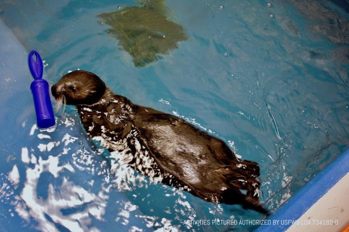 A male northern sea otter pup rescued from Bishop’s Beach in Homer on Jan. 1 is now swimming and grooming on his own at the Alaska SeaLife Center in Seward. Photo courtesy of ASLC.