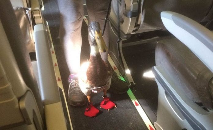 Daniel Turducken Stinkerbutt, a dapperly and diaper clad emotional-support duck, boarding a recent American Airlines flight. Mark Essig courtesy photo