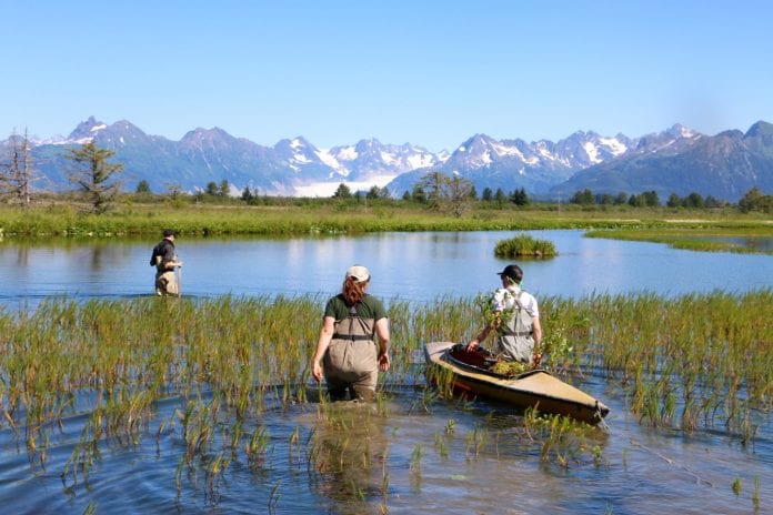 Hands-on stewardship activities help participants see the active role they play in the future of the Copper River and the fish and wildlife that depend on it. Photos courtesy of CRWP