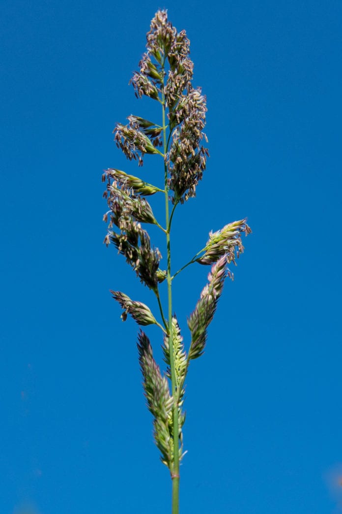 The head of a stalk of reed canary grass. This invasive plant, seen here on Saturday, June 29, 2019, can overwhelm native species and is extremely hard to kill. Photo by Zachary Snowdon Smith/The Cordova Times