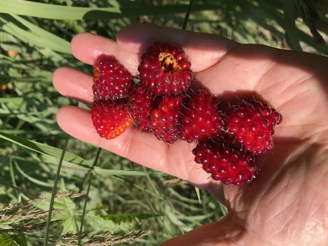 This summer big ripe salmon berries were available everywhere for both bears and human berry pickers. Photo courtesy of Marleen Moffitt/for The Cordova Times
