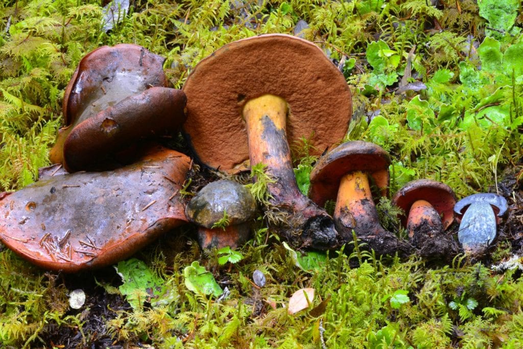 Neoboletus luridiformis mushrooms, photographed in “documentary” style. Photo courtesy of Kate Mohatt