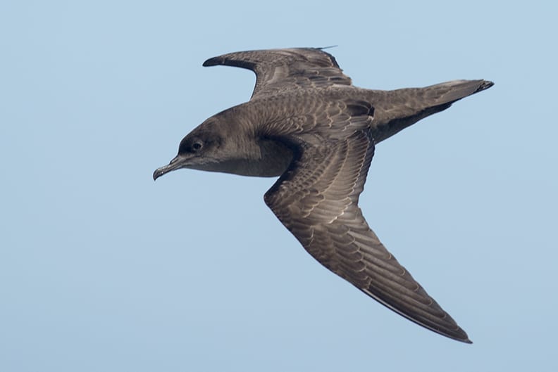 Short-tailed Shearwaters have a high metabolism and require large amounts of food. Their diet may include small fish, crustaceans, marine worms, jellyfish, insects and more. Photo courtesy of the National Park Service