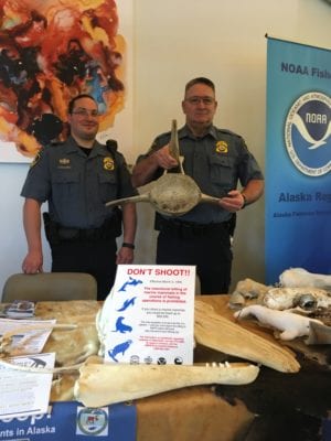 NOAA Office of Law Enforcement representatives Nick Tykalsky of Seward and Robert Marvelle, of Juneau, with vertebrae from a humpback whale, at their Beluga Festival booth at the Alaska Zoo in Anchorage on Saturday, Sept. 21. The agency protects marine mammals, including endangered Cook Inlet beluga whales. Photo by Margaret Bauman/for The Cordova Times