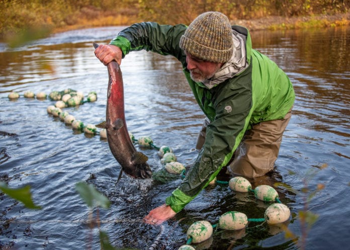 Prince William Sound Science Center Board Member Tommy Sheridan wrangles a salmon at Holbrook Pond. (Oct. 2, 2019) Photo by Zachary Snowdon Smith/The Cordova Times
