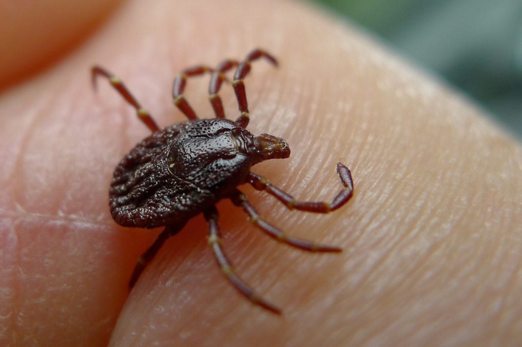 Ticks are arachnids that feed on blood and can transmit diseases. (Nov. 6, 2011) Photo courtesy of John Tann/Wikimedia Commons