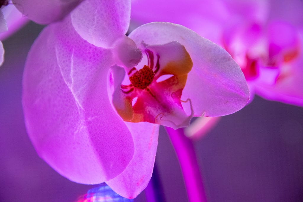 A moth orchid. (Nov. 3, 2019) Photo by Zachary Snowdon Smith/The Cordova Times
