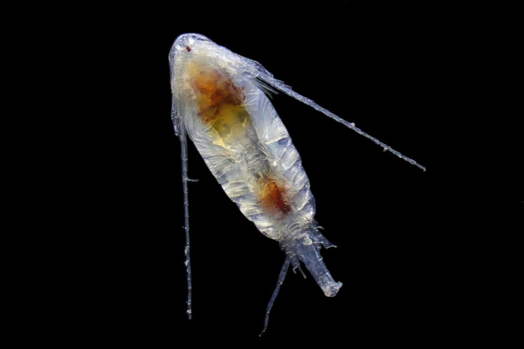 Tiny copepods (1.5 mm) comprise the base of food web in the Prince William Sound and Gulf of Alaska. Swarms of these crustaceans can reach into the billions of individuals and provide food for fishes and whales. This specimen was collected from the Prince William Sound and photographed through a microscope at the Prince William Sound Science Center using a technique called focus stacking. (January 2016) Photo courtesy of Caitlyn McKinstry/Prince William Sound Science Center