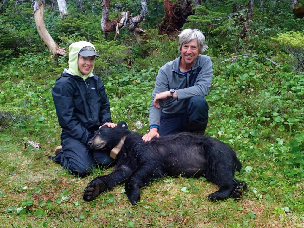 Photo courtesy of USFS/ADFG Prince William Sound Black Bear Study