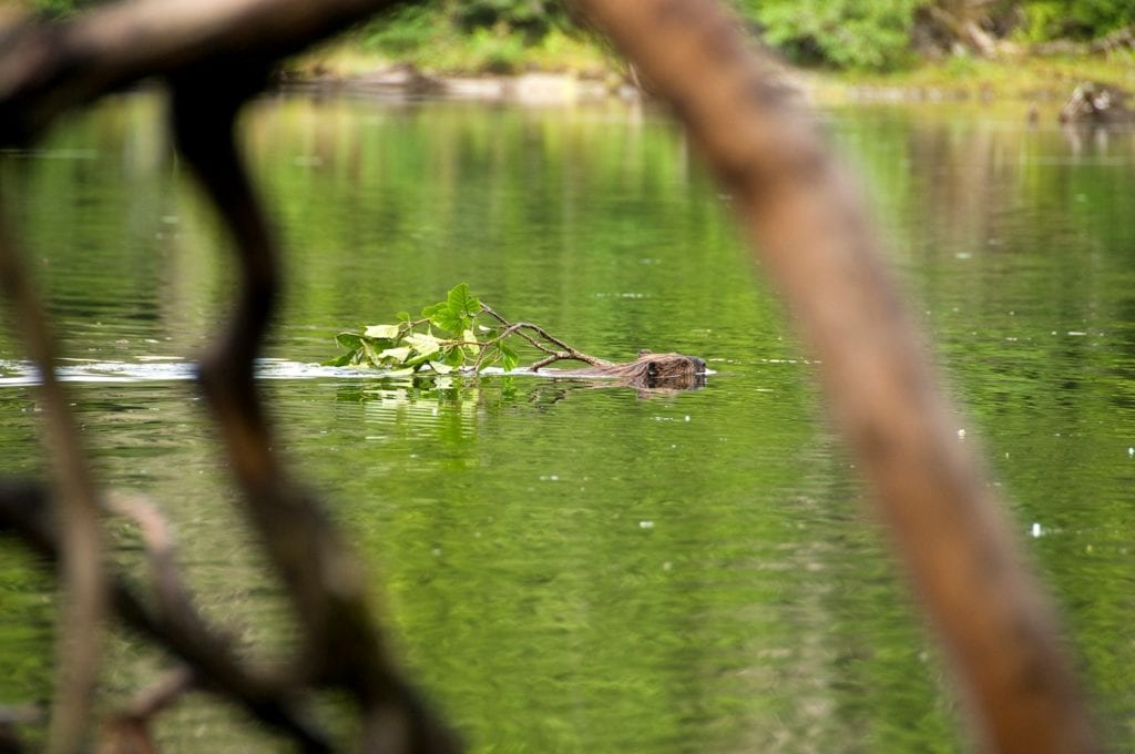 Beaver towing branch; photograph: Mike Truex