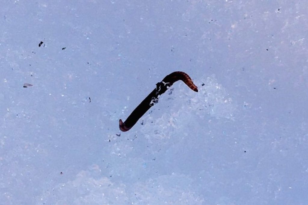 A small black worm resembling an ice worm was spotted in the snow near Observation Avenue on Thursday, Feb. 6. Photo courtesy of Jane Phillips