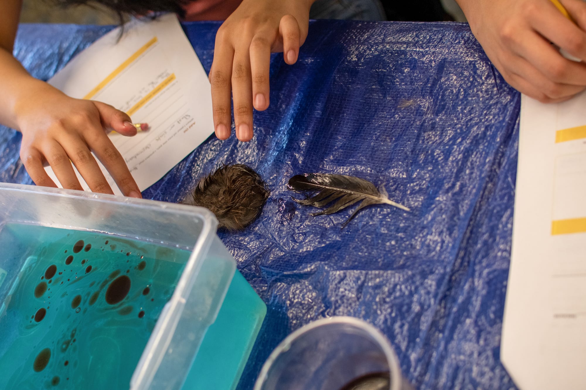 Students clean up ‘oil spill’ in classroom The Cordova Times